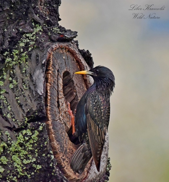 Špaček obecný (Sturnus vulgaris)